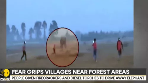 Elefante solitário mata 22 pessoas em 10 dias e causa pânico no leste da Índia