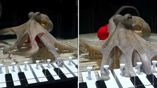 Músico sueco ensina polvo a tocar piano com sistema de recompensas