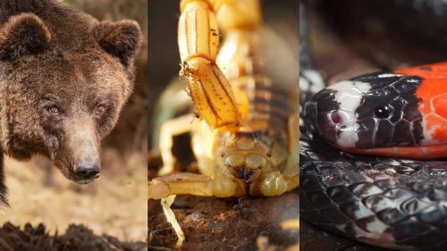 Cores de animais não são guia seguro para medir risco, alerta bióloga