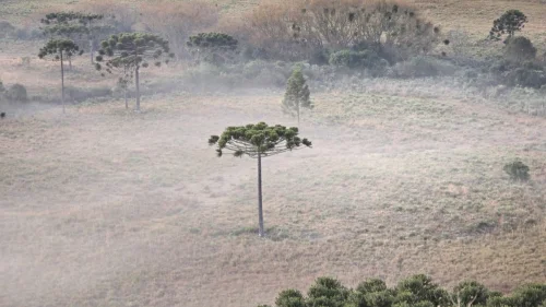 Geada atinge Centro-Sul do Brasil com temperaturas abaixo de zero em maio