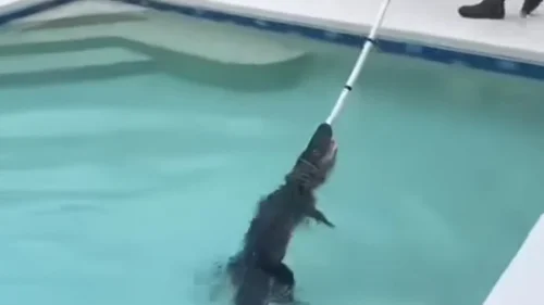 Dois jacarés são retirados de piscinas em residências na Flórida no mesmo dia