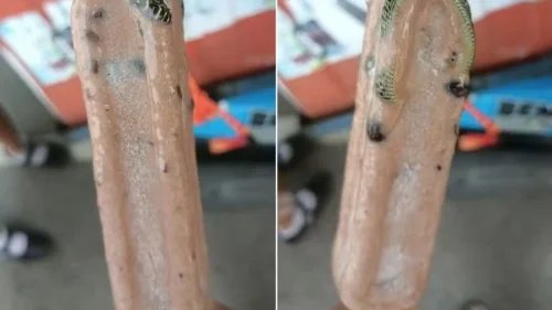 Homem encontra cobra venenosa em picolé na Tailândia
