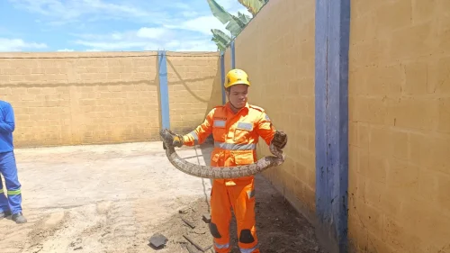 Jiboia de 1,5 metro é resgatada em empresa no interior de Minas Gerais