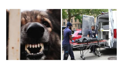 Filhote de pitbull mata bebê de 1 mês ao morder seu rosto enquanto família dormia