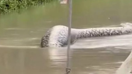 Cobra Gigante Assusta Moradores na Tailândia