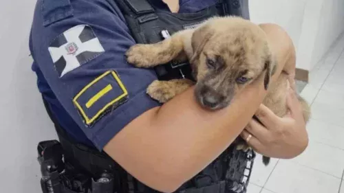 Homem com histórico psiquiátrico é detido por agredir cachorro com barra de ferro em SP