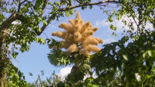 Palmeiras Talipot florescem pela primeira vez após 60 anos no Rio de Janeiro