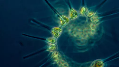 O alarmante impacto dos microplásticos no 'pulmão' dos oceanos que você precisa conhecer
