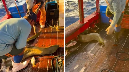 Moreia gigante é devolvida ao mar após captura acidental no litoral