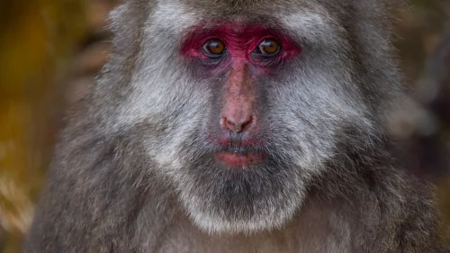 Estudo revela que gestos faciais de macacos são mais que reflexos, com descobertas sobre códigos neurais