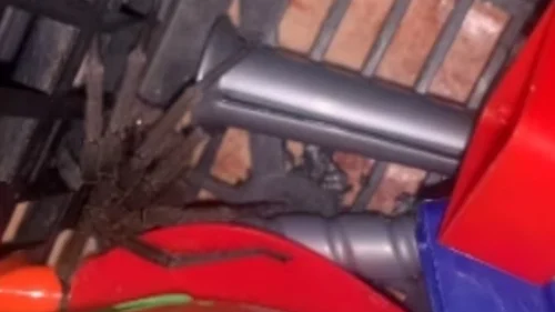 Aranha em brinquedo ataca criança: saiba como evitar picadas em casa