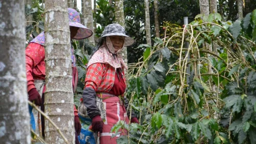 Empreendedores amazônicos lideram bioeconomia na COP30 com produtos sustentáveis