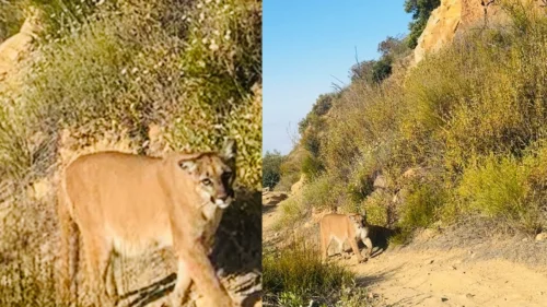Trilheira enfrenta puma em encontro raro na Califórnia e usa técnica recomendada