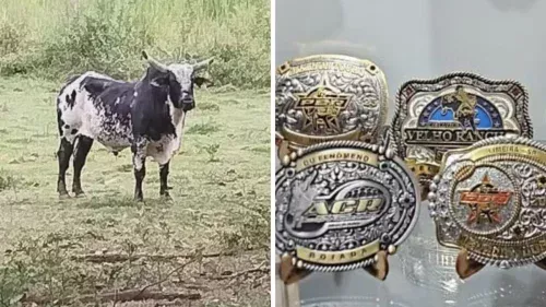 Touro de R$ 1 milhão e carros de luxo: a operação que expõe o império do PCC no agro