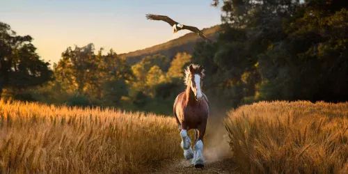 Anúncios do Super Bowl LX apostam em comédia e celebridades em clima volátil