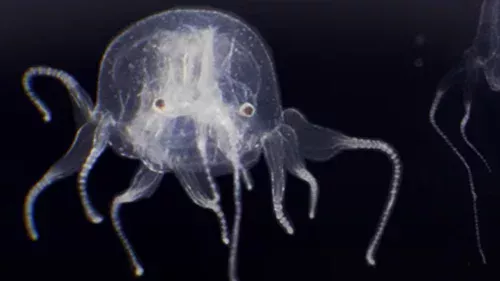 Cientistas descobrem água-viva com 24 olhos em lago: “inédita na China”