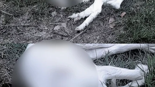 Chocante: Homens são presos após decapitarem cabras em ritual cruel no litoral de SP