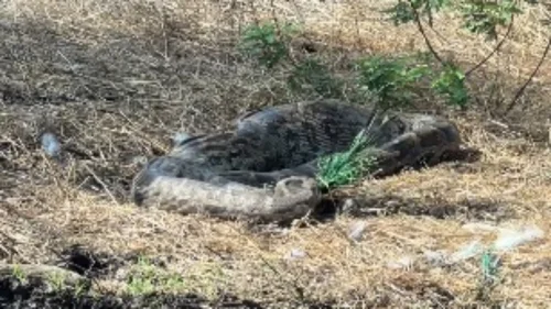 Píton captura e devora pavão em cena rara no Parque Nacional de Gir, na Índia