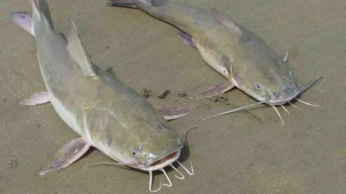 Bagres nas praias de Ubatuba exigem atenção de banhistas e turistas