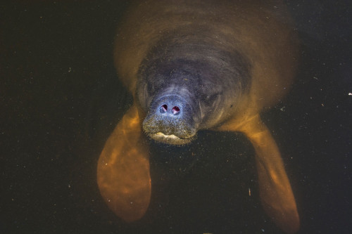 Inteligência Artificial Salva o Peixe-Boi na Amazônia