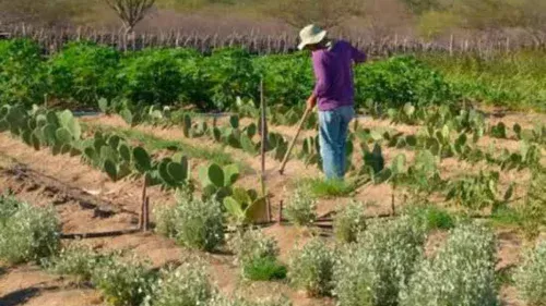 4.000% de aumento em títulos rurais: o segredo da pacificação do campo em SP