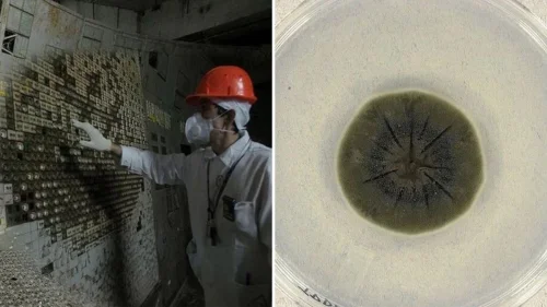 Fungo negro de Chernobyl pode usar radiação como fonte de energia, apontam estudos