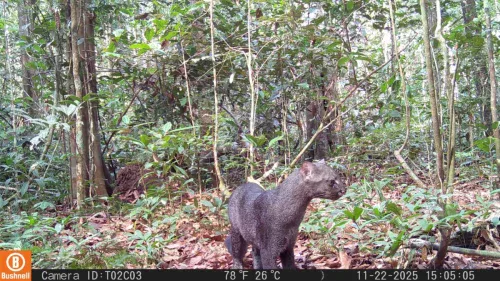 Flagrado pela primeira vez: o gato-mourisco, espécie rara e vulnerável, surge no Pará