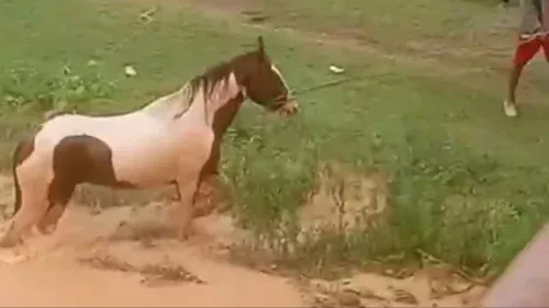 Pescadores resgatam cavalos ilhados no Rio São Francisco em Pirapora (MG)