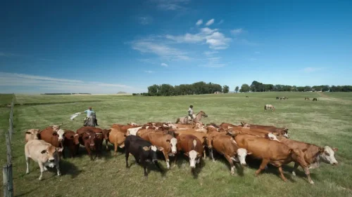 Emissões de metano crescem globalmente à beira do fim da COP30 em Belém