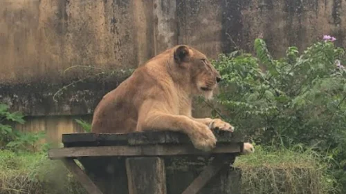 Parque Zoobotânico da Paraíba reabre após morte de jovem em recinto de leoa
