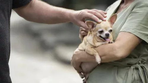 Senado aprova guarda compartilhada de pets para casais separados