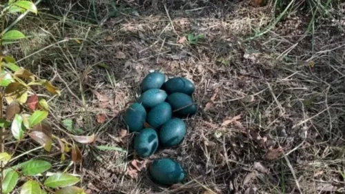 Ninho de ave ameaçada de extinção é encontrado com ovos azuis no interior de SP