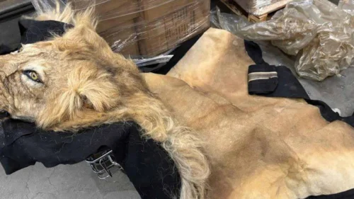 Ibama apreende partes de girafa e leão em aeroporto de Guarulhos sem licença