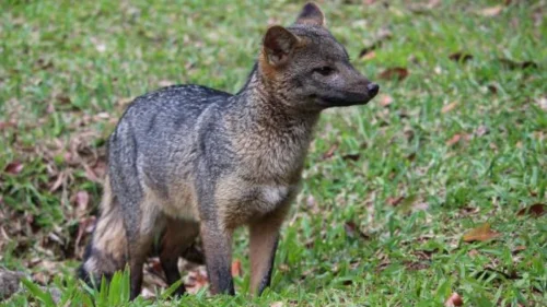 Cachorro-do-mato é avistado próximo a mosteiro em área urbana de Vinhedo (SP)