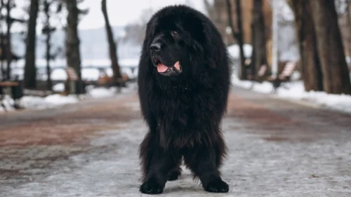 Estudo Revela Qual É a Raça de Cachorro Mais Bonita do Mundo