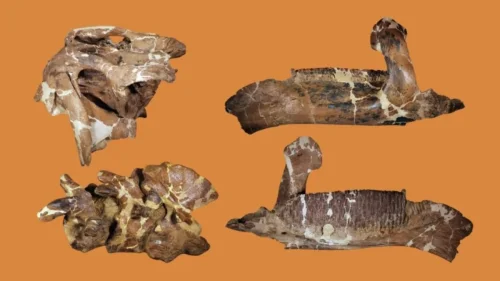 Fósseis de museu revelam nova espécie de dinossauro gigante após um século