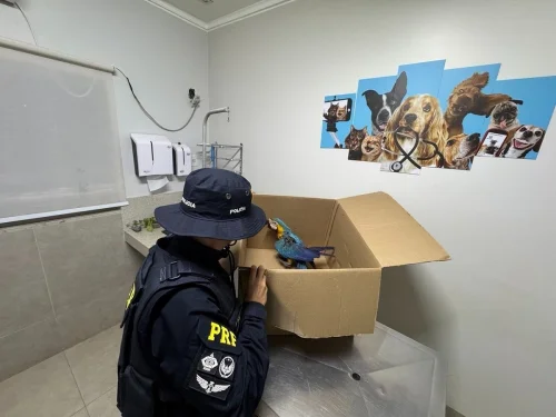Arara-canindé tem asa amputada após resgate em rodovia do Tocantins