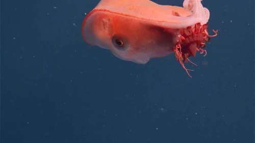 Polvo mais misterioso do planeta é registrado no Oceano Pacífico
