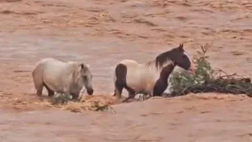 Cavalos ficam ilhados após cheia do Rio São Francisco em Pirapora (MG)