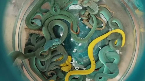 Homem é preso na Índia com 47 cobras venenosas escondidas na bagagem