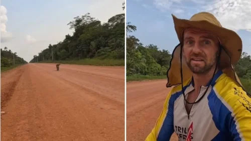 Ciclista enfrenta onça-pintada em rodovia do Amazonas e grava perseguição