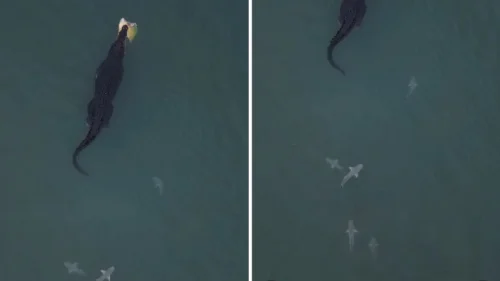 Crocodilo-marinho devora tartaruga e atrai filhotes de tubarões na Austrália