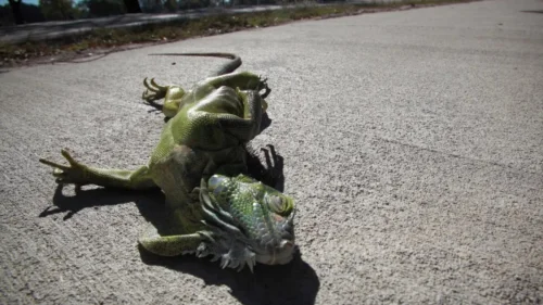 Frio intenso na Flórida faz iguanas congelarem e caírem de árvores