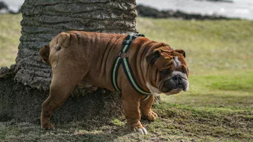Cientistas estimam que maior parte da água da Terra já foi urina de animais