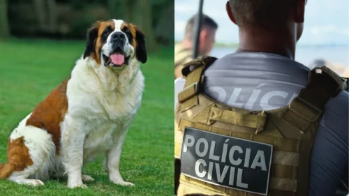 Homem mata cachorro da ex-esposa a tiros durante discussão em Manaus
