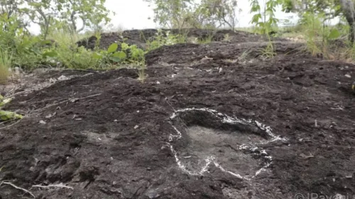 Pegadas de dinossauros de 100 milhões de anos são descobertas na Amazônia