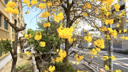 Ipês brasileiros explodem em flor no Japão e revelam segredo emocionante da imigração