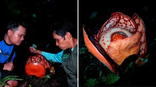 Botânicos encontram flor rara após 13 anos de buscas em floresta com tigres