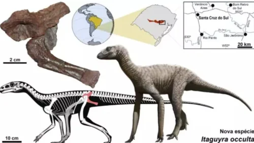 Nova espécie de réptil pré-histórico é descoberta no Rio Grande do Sul