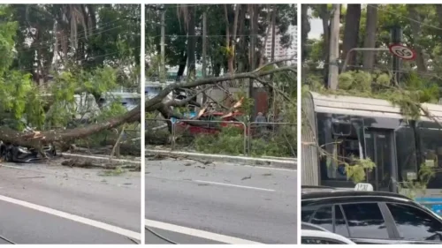Árvore cai sobre veículos em avenida de São Paulo e deixa duas pessoas feridas